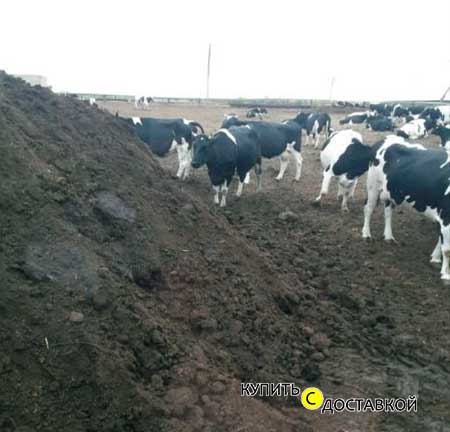Доставка перегноя коровьего в Саратове